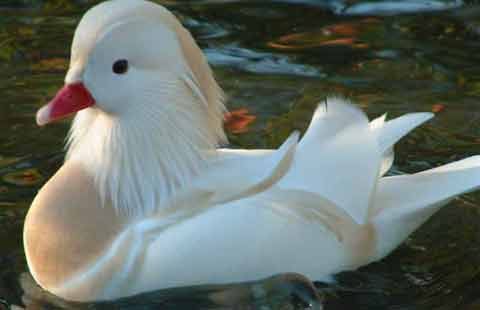 White Mandarin on water